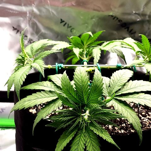 Bubba Kush growlog timeline photo