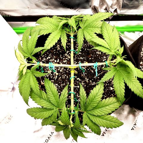 Bubba Kush growlog timeline photo