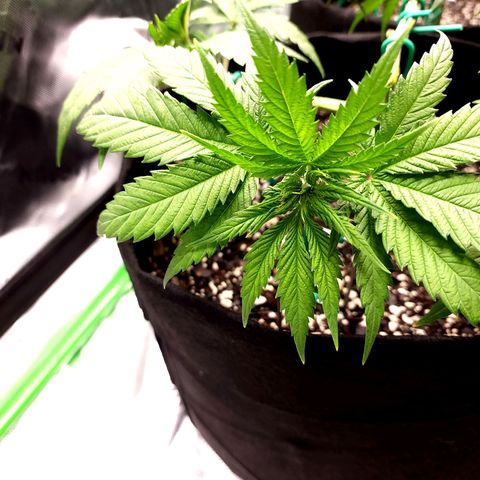 Bubba Kush growlog timeline photo