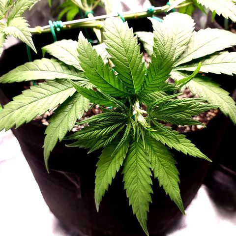 Bubba Kush growlog timeline photo