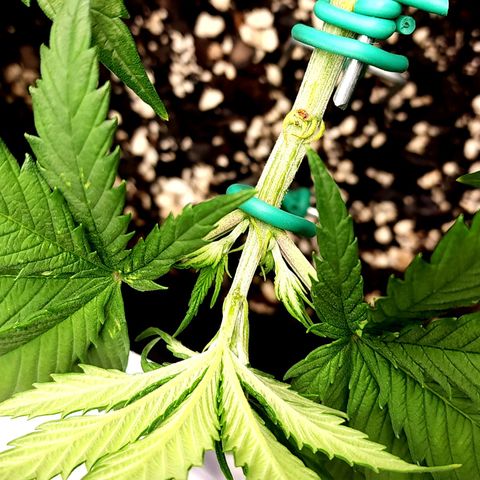 Bubba Kush growlog timeline photo