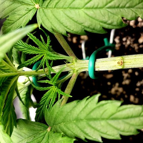 Bubba Kush growlog timeline photo