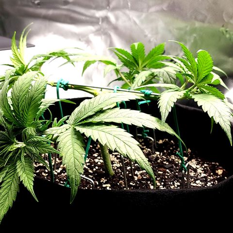 Bubba Kush growlog timeline photo