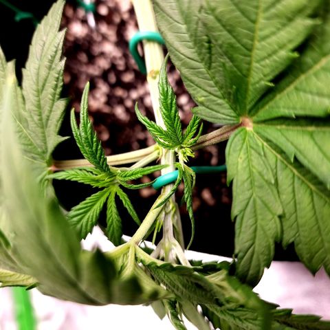 Bubba Kush growlog timeline photo
