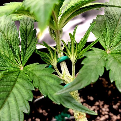 Granddaddy Purple growlog timeline photo