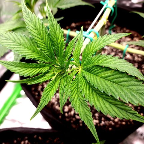 Granddaddy Purple growlog timeline photo