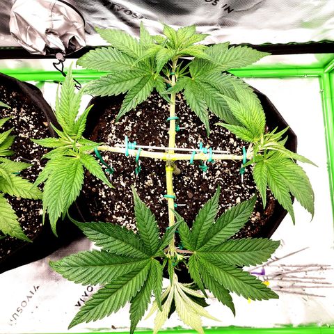Granddaddy Purple growlog timeline photo