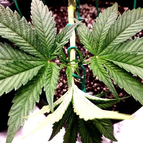 Granddaddy Purple growlog timeline photo
