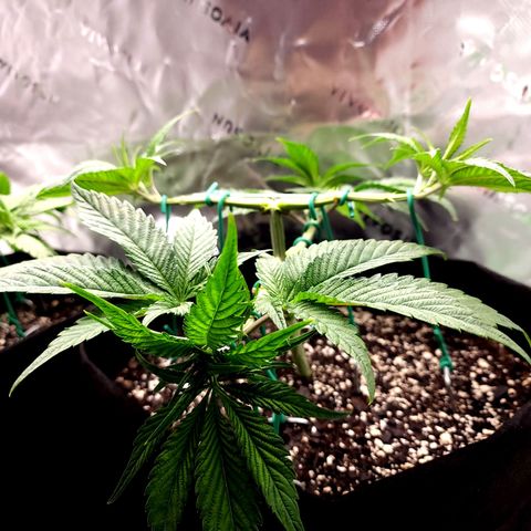 Granddaddy Purple growlog timeline photo