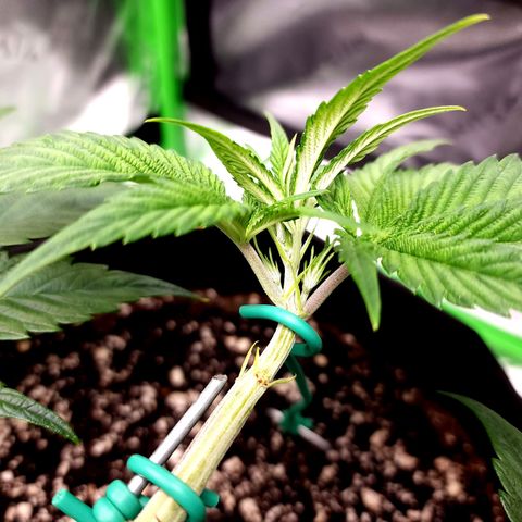 Granddaddy Purple growlog timeline photo