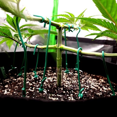 Granddaddy Purple growlog timeline photo