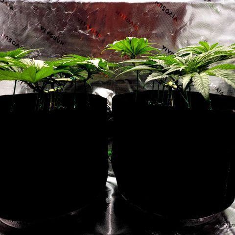 Bubba Kush growlog timeline photo