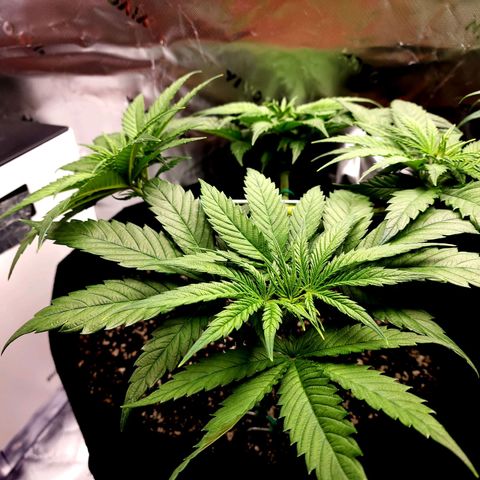 Bubba Kush growlog timeline photo