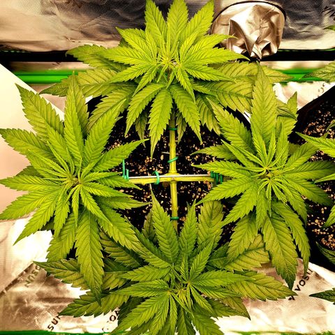 Bubba Kush growlog timeline photo