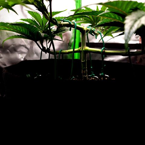 Granddaddy Purple growlog timeline photo