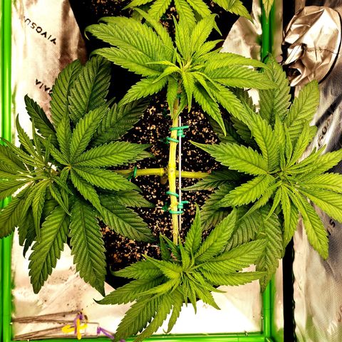 Granddaddy Purple growlog timeline photo