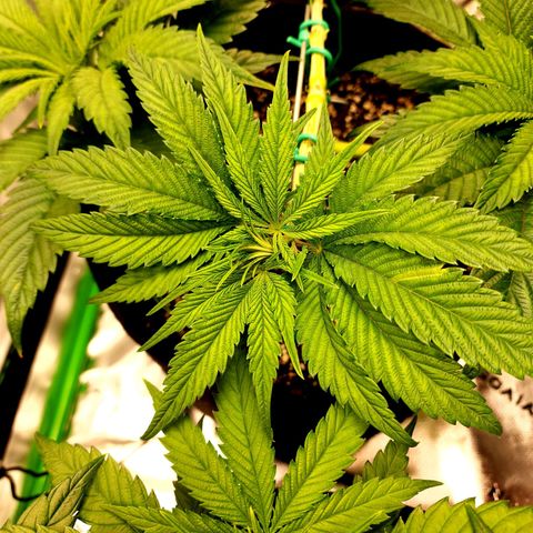 Granddaddy Purple growlog timeline photo