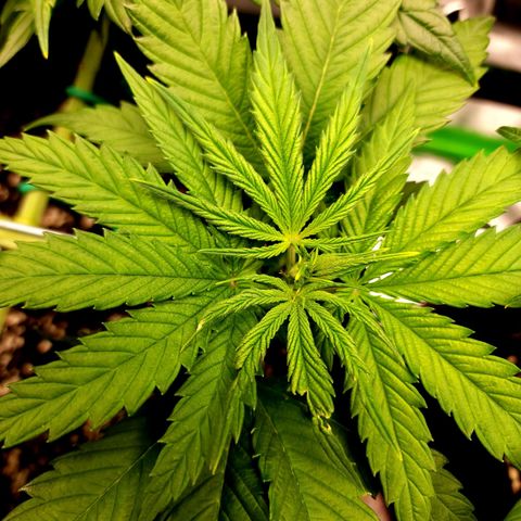 Granddaddy Purple growlog timeline photo