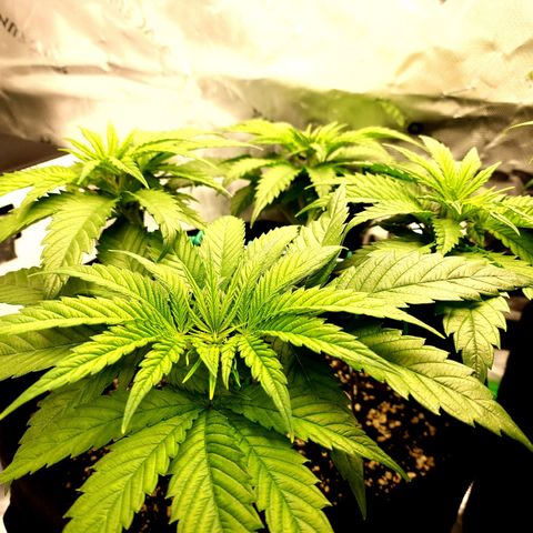 Bubba Kush growlog photo: Training went well, overall canopy is pretty even