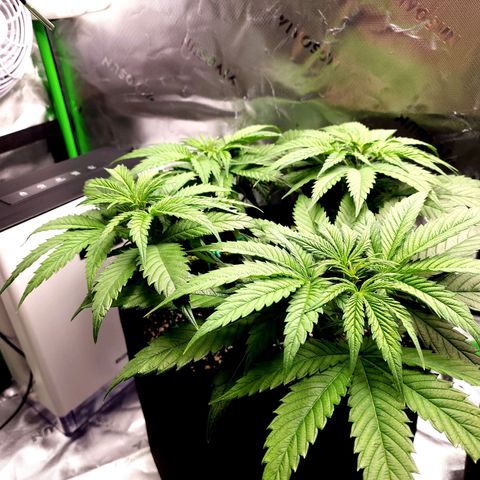 Bubba Kush growlog timeline photo