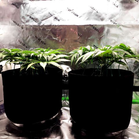 Bubba Kush growlog timeline photo