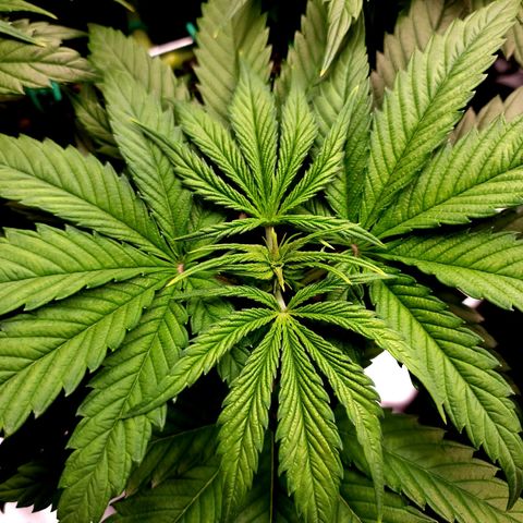Bubba Kush growlog timeline photo