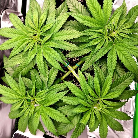Bubba Kush growlog timeline photo