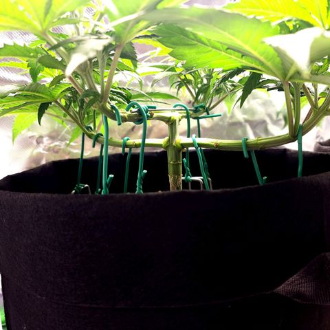 Bubba Kush growlog timeline photo