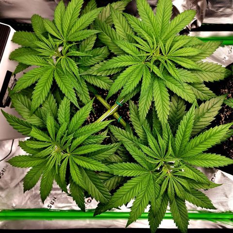 Bubba Kush growlog timeline photo