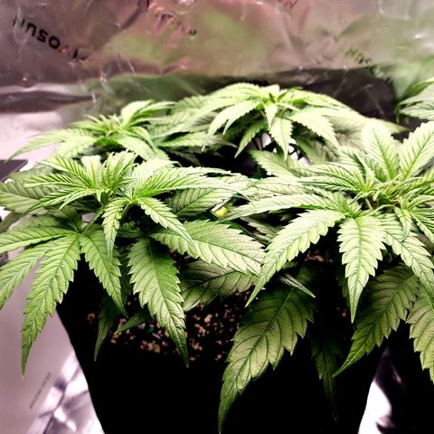 Bubba Kush growlog timeline photo
