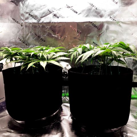Granddaddy Purple growlog timeline photo
