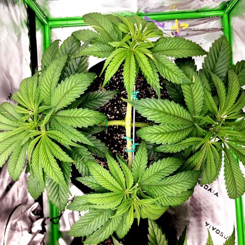 Granddaddy Purple growlog timeline photo