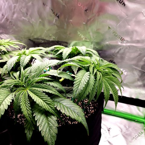Granddaddy Purple growlog timeline photo