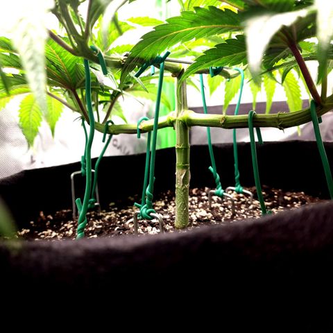 Granddaddy Purple growlog timeline photo