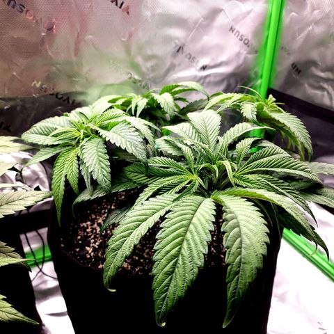 Granddaddy Purple growlog timeline photo