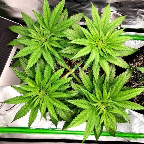Bubba Kush growlog timeline photo
