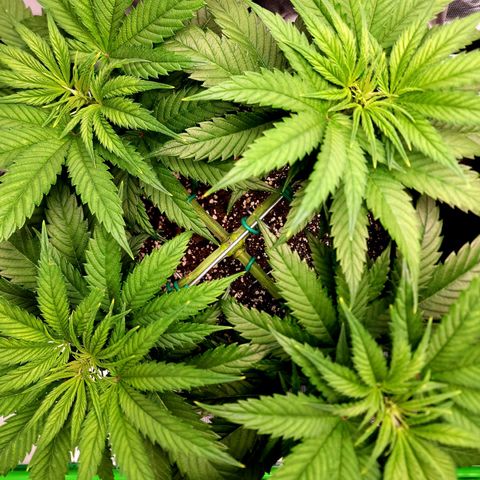 Bubba Kush growlog timeline photo