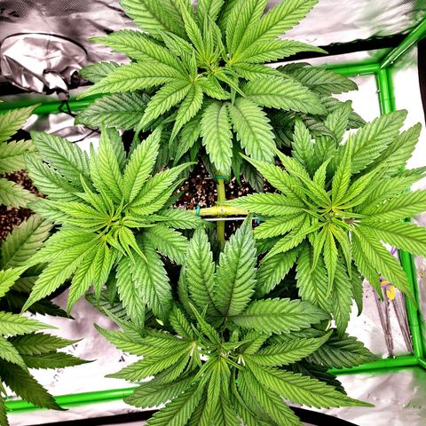 Granddaddy Purple growlog timeline photo