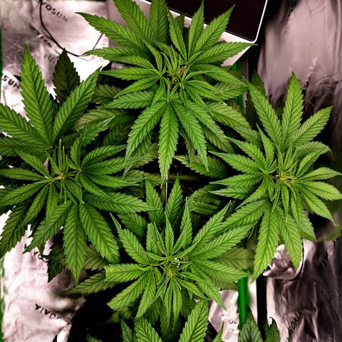 Bubba Kush growlog timeline photo