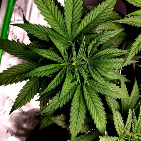 Bubba Kush growlog timeline photo