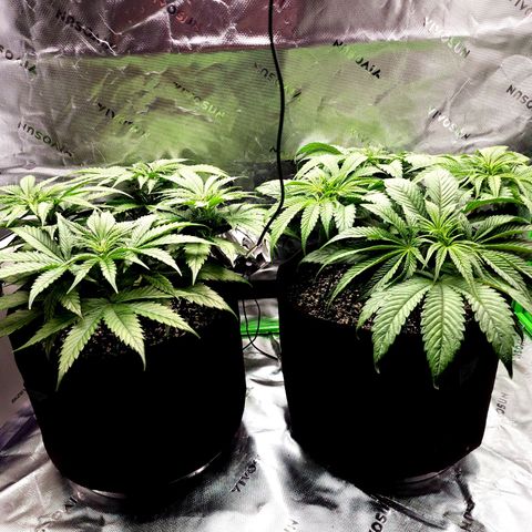 Bubba Kush growlog timeline photo