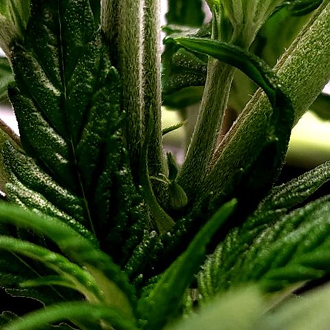 Bubba Kush growlog timeline photo