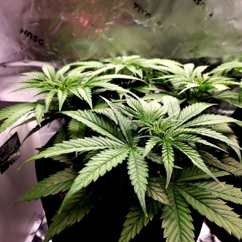 Bubba Kush growlog timeline photo