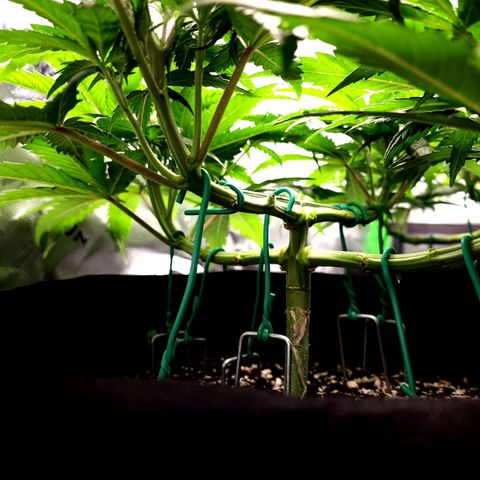 Bubba Kush growlog timeline photo