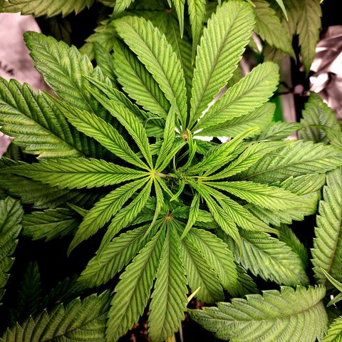 Granddaddy Purple growlog timeline photo