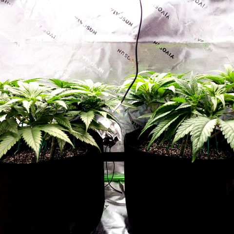 Granddaddy Purple growlog timeline photo