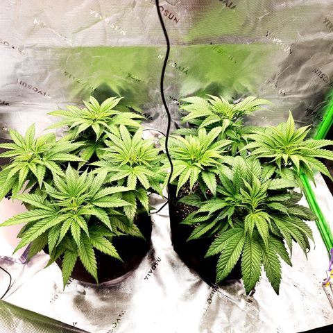 Granddaddy Purple growlog timeline photo