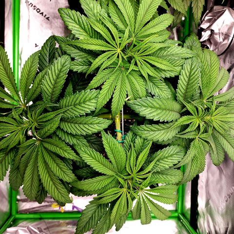 Granddaddy Purple growlog timeline photo