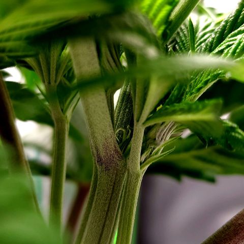 Granddaddy Purple growlog timeline photo