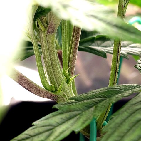Granddaddy Purple growlog timeline photo